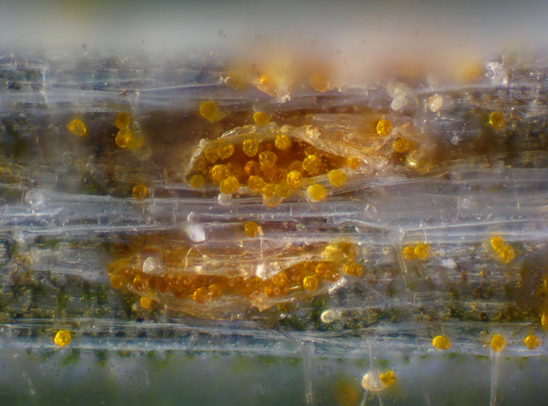 Puccinia sp. su Holcus lanatus